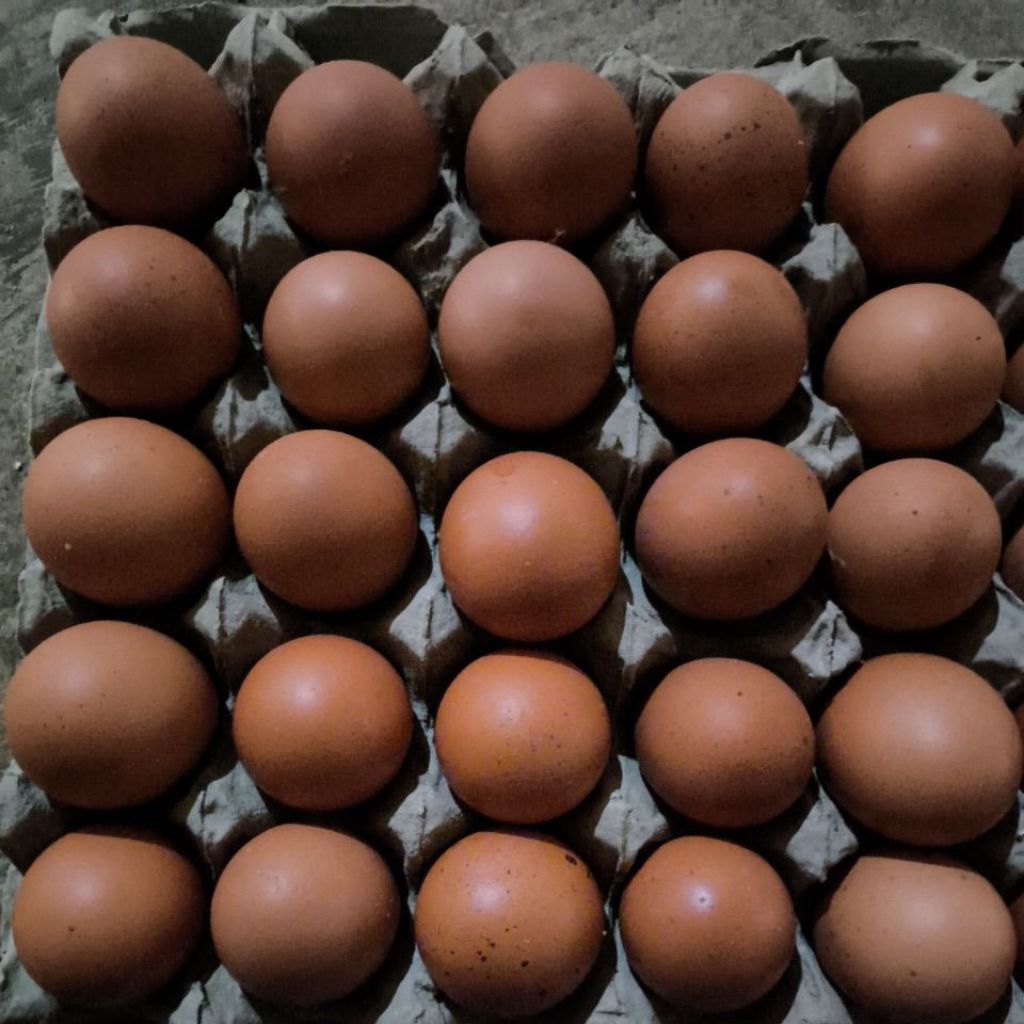 Telur Ayam Horn / Telur Ayam Negeri