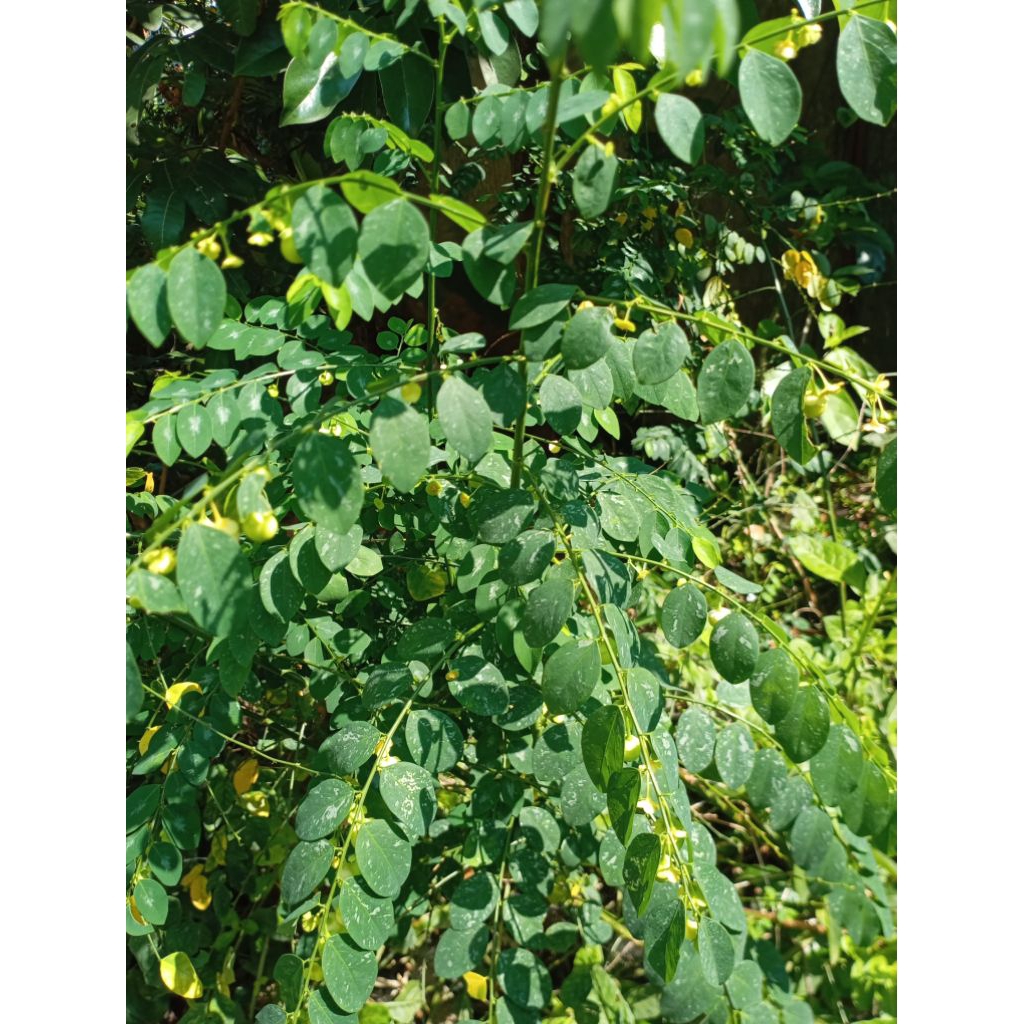 

Sayur herbal Daun Katu / Katuk petik segar per ikat