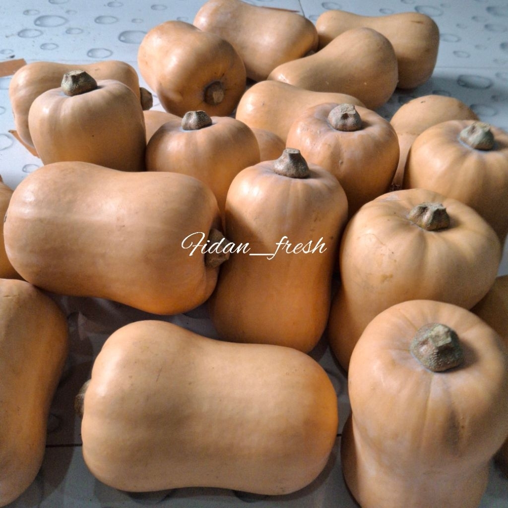 

Labu Madu / Butternut Squash Varietas Jacqueline Segar Manis – 1 Buah