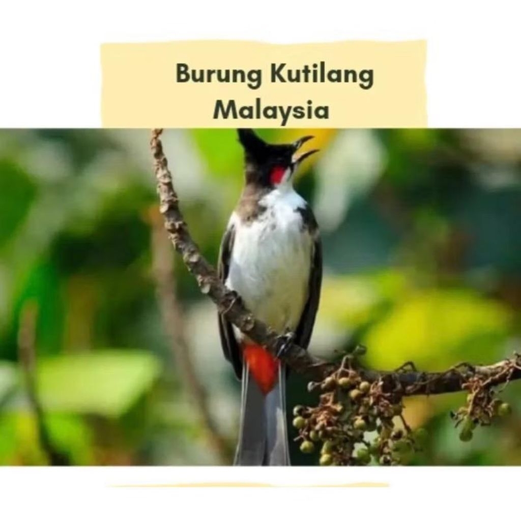 kutilang Malaysia pilihan rawatan