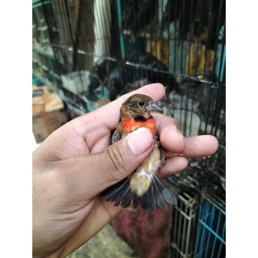 Red siskin trotol jantan super pilihan