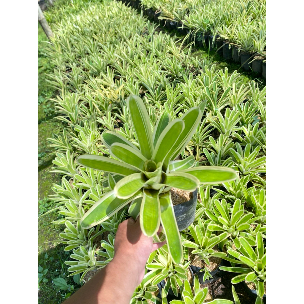 Bromelia Tricolor