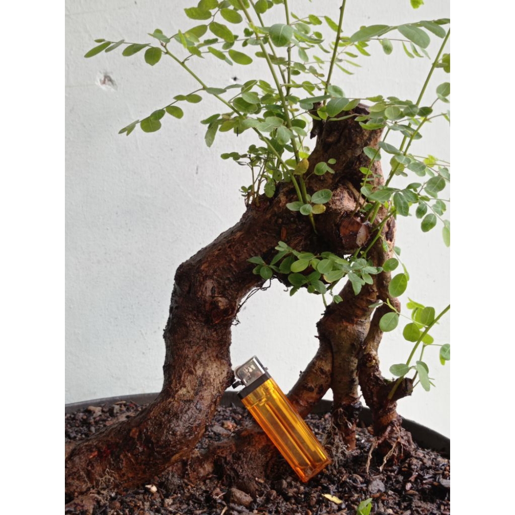 bahan bonsai ileng ileng realpic