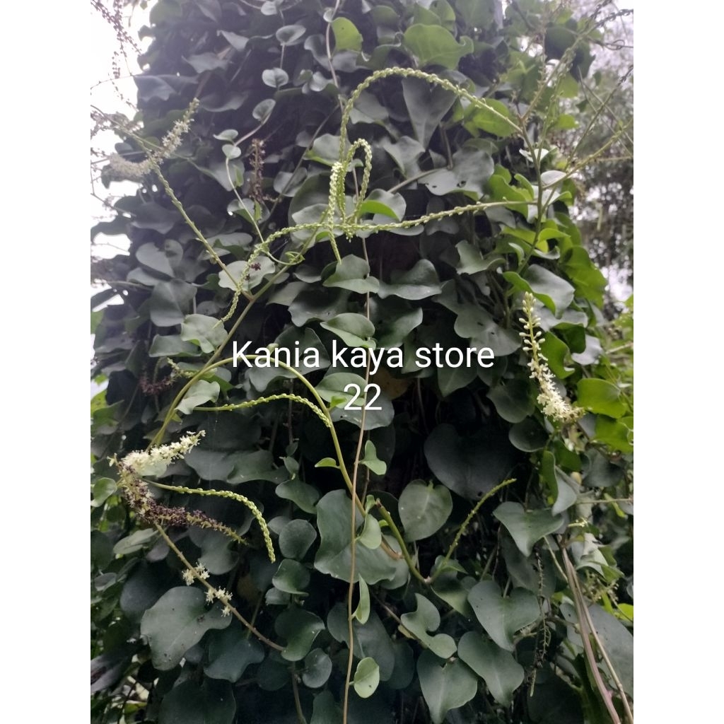 

Daun binahong segar 500 gram