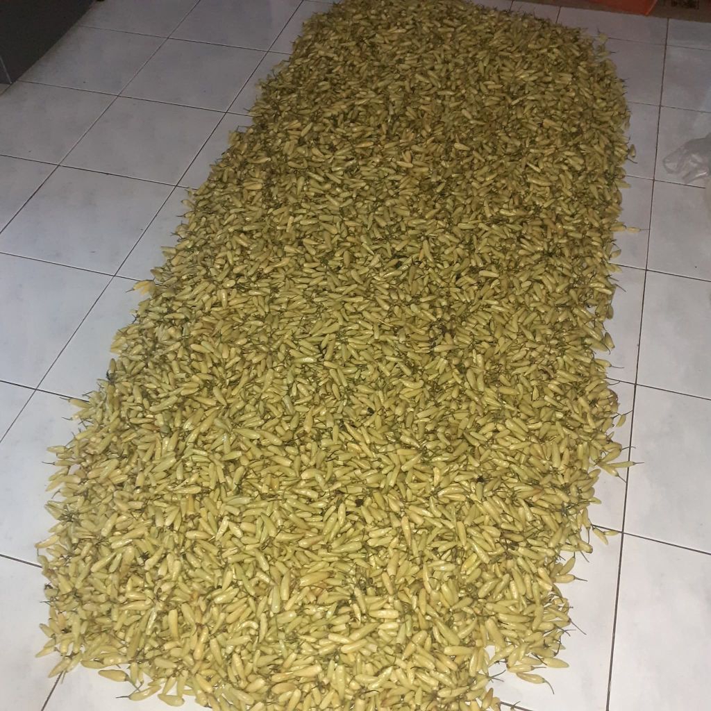 

Cabe Rawit Putih Segar – Pedas Mantap untuk Masakan dan Sambal