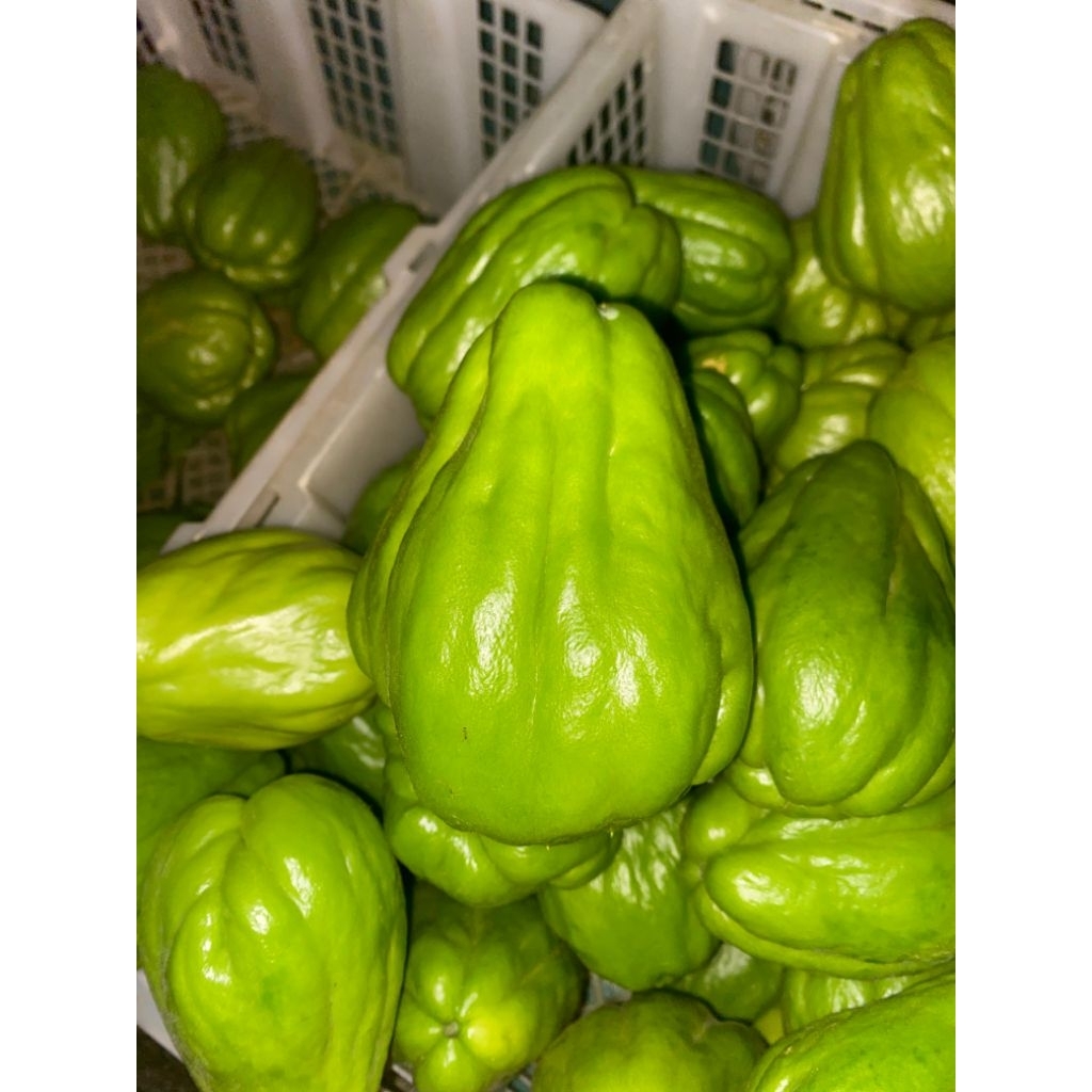 

Labu Siam Segar/Labu jipang fresh sayur harian siap masak