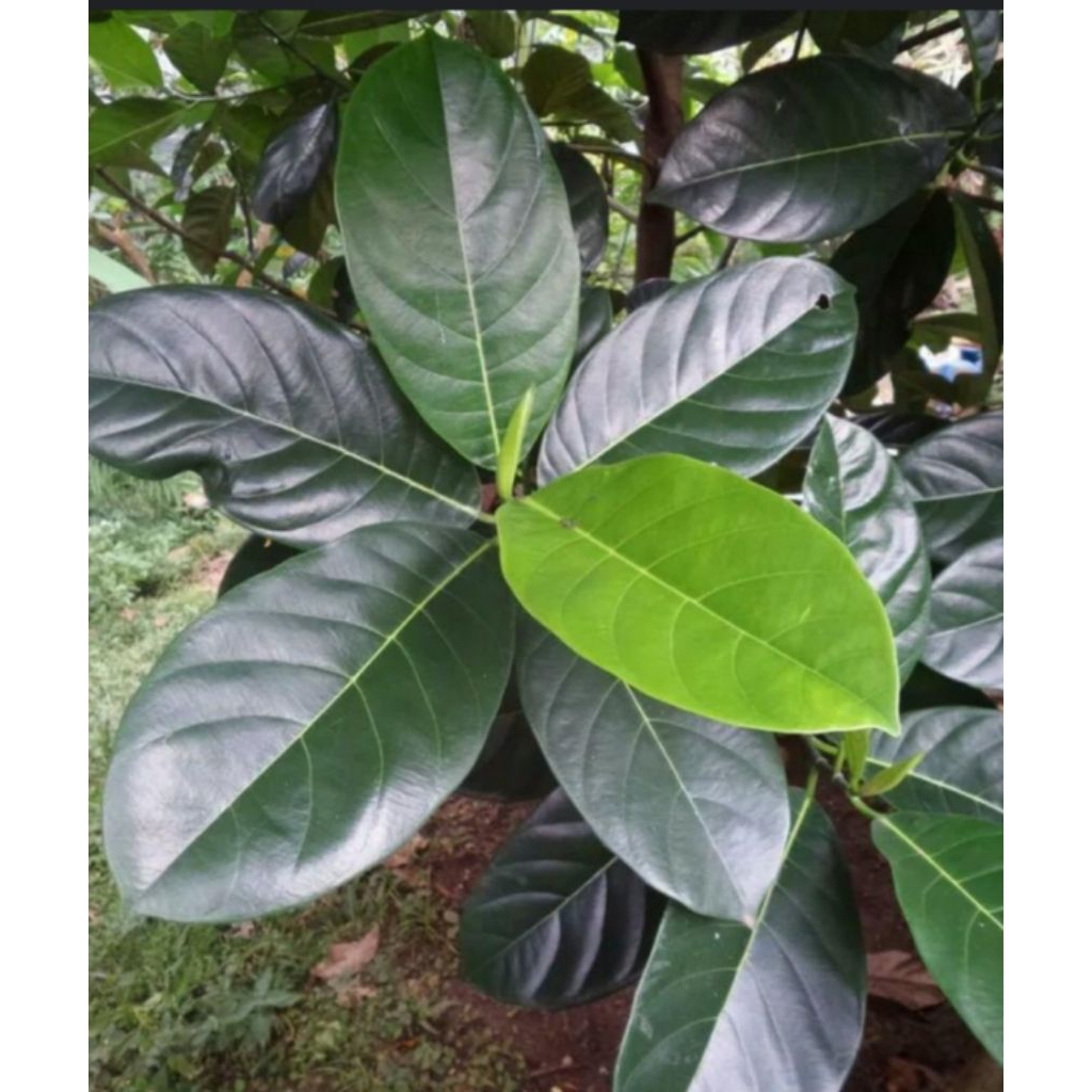 

daun nangka segar per 100 lembar