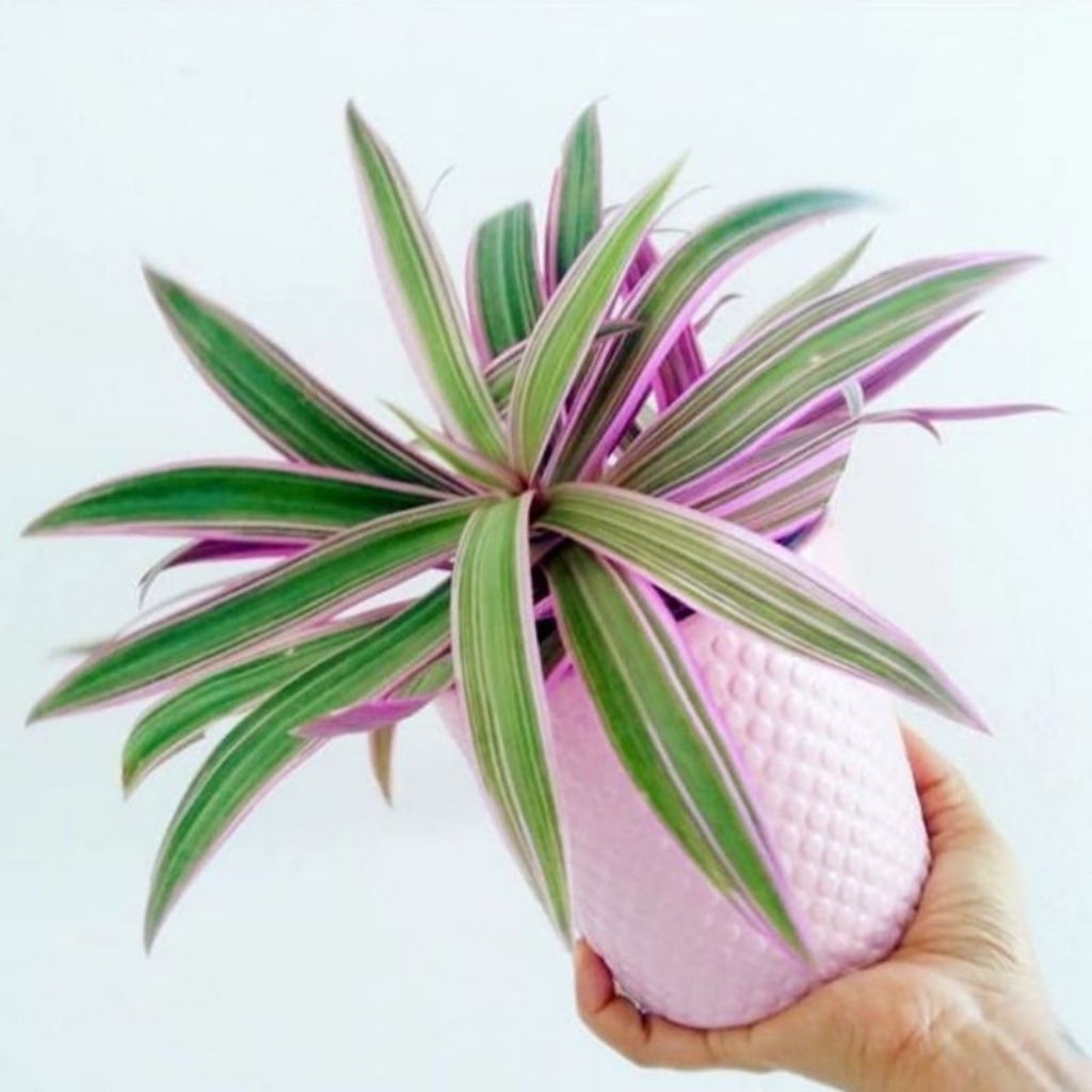 Pohon adam hawa varigata / Tanaman adam hawa varigata