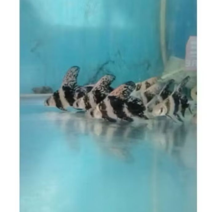 IKAN HIAS CHF CHINESE HIGH FIN SIZE +-7-8 CM PER EKOR