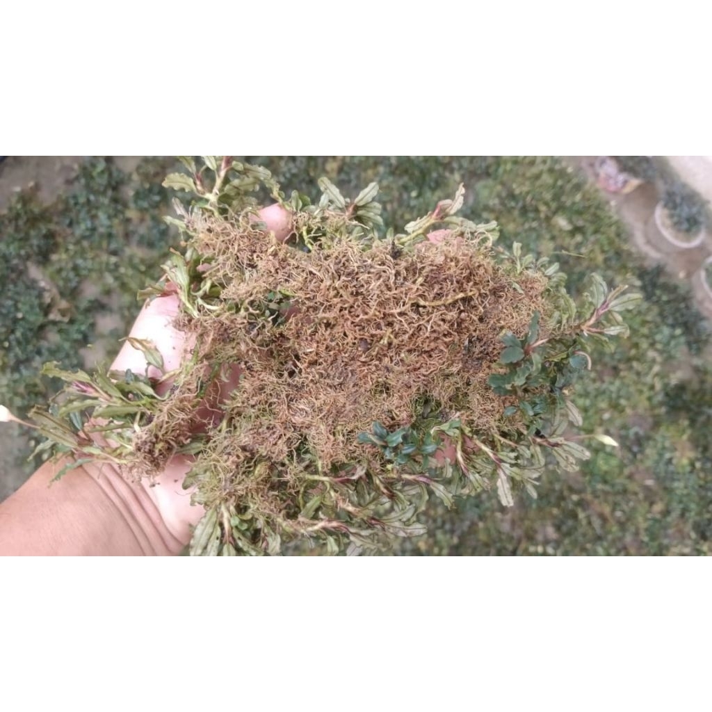 bucephalandra mini kayu lapis/kg