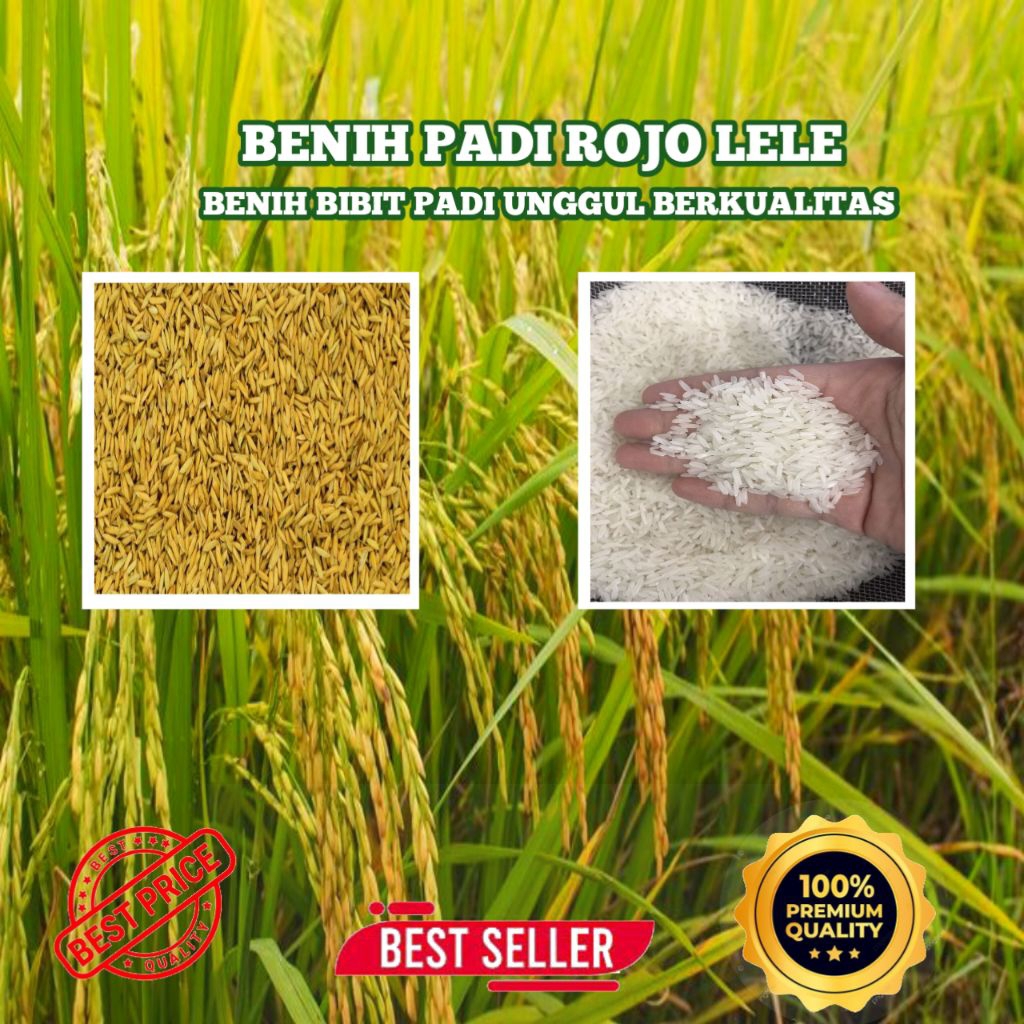 BENIH BIBIT PADI ROJO LELE BERKUALITAS KEMASAN 5KG