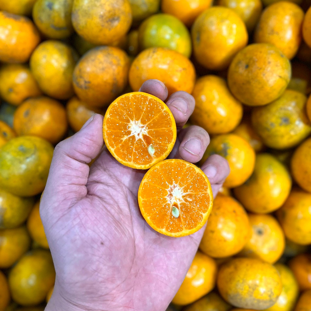 

JERUK MADU MINI | BUAH JERUK KECIL ORANGE MANIS FRESH