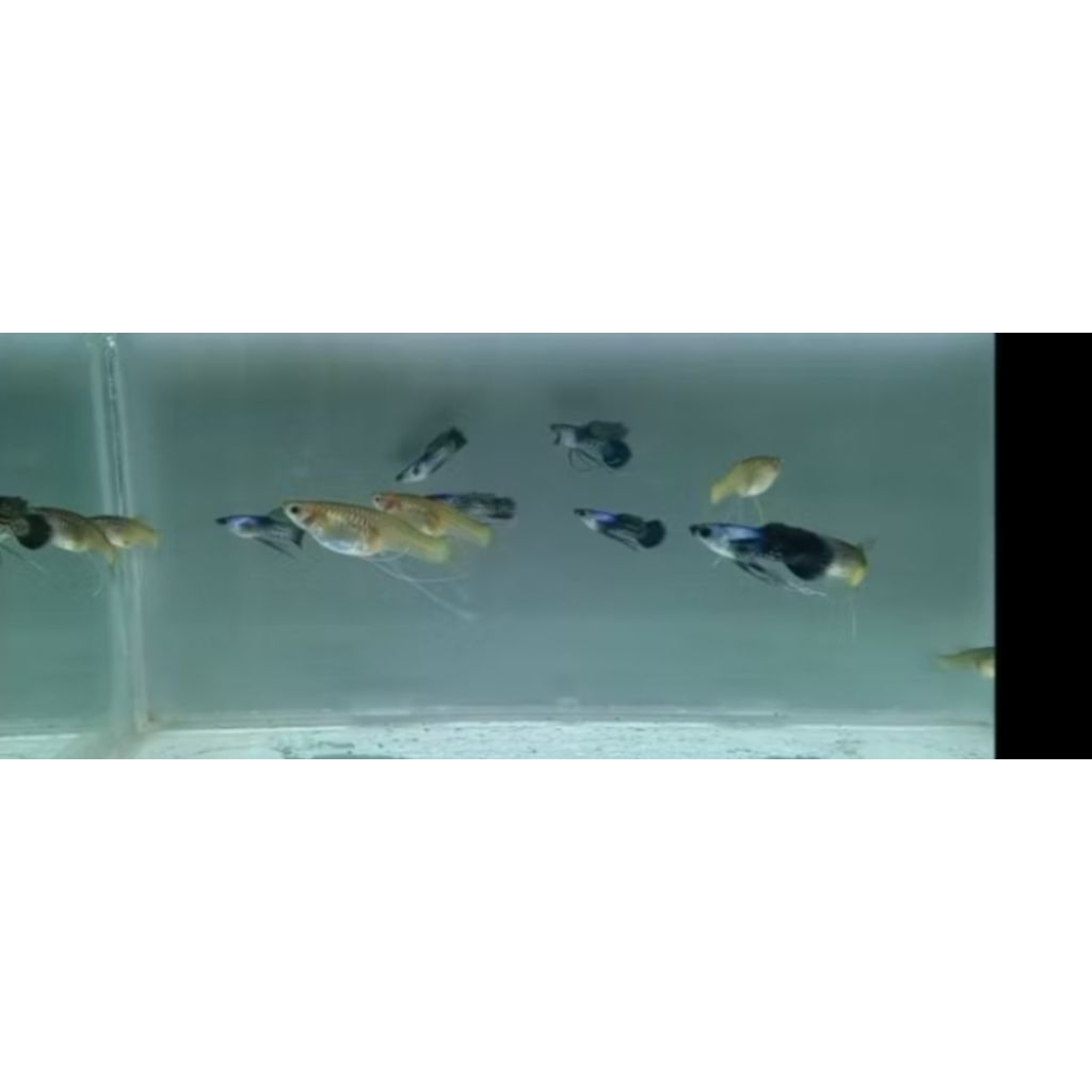 hiasan aquarium guppy ss mini panda reborn