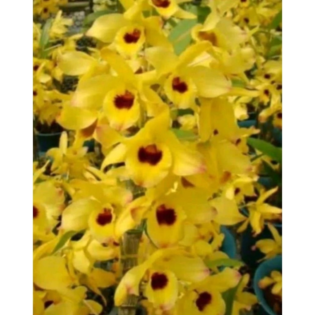Tanaman hias anggrek dendrobium kuning Dewasa