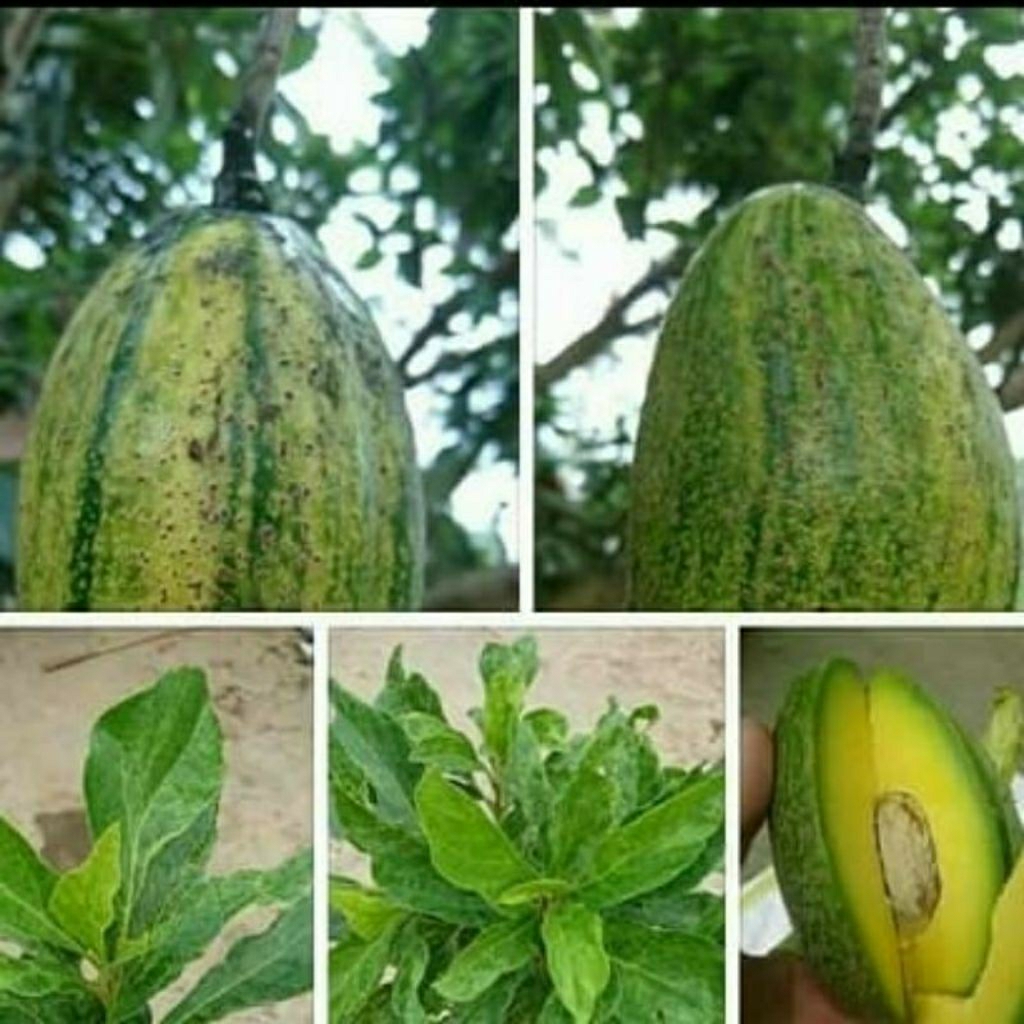 Bibit Alpukat Varigata Asli. tanaman Okulasi cepat berbuah lebat...