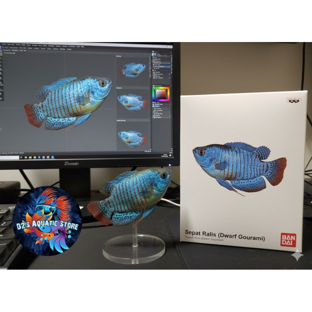 Hiasan Aquarium Sepat Ralis / Dwarf Gourami / Trichogaster Lalius