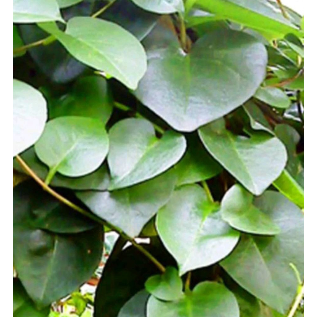 

Daun herbal alami untuk luka (per 25 lembar)