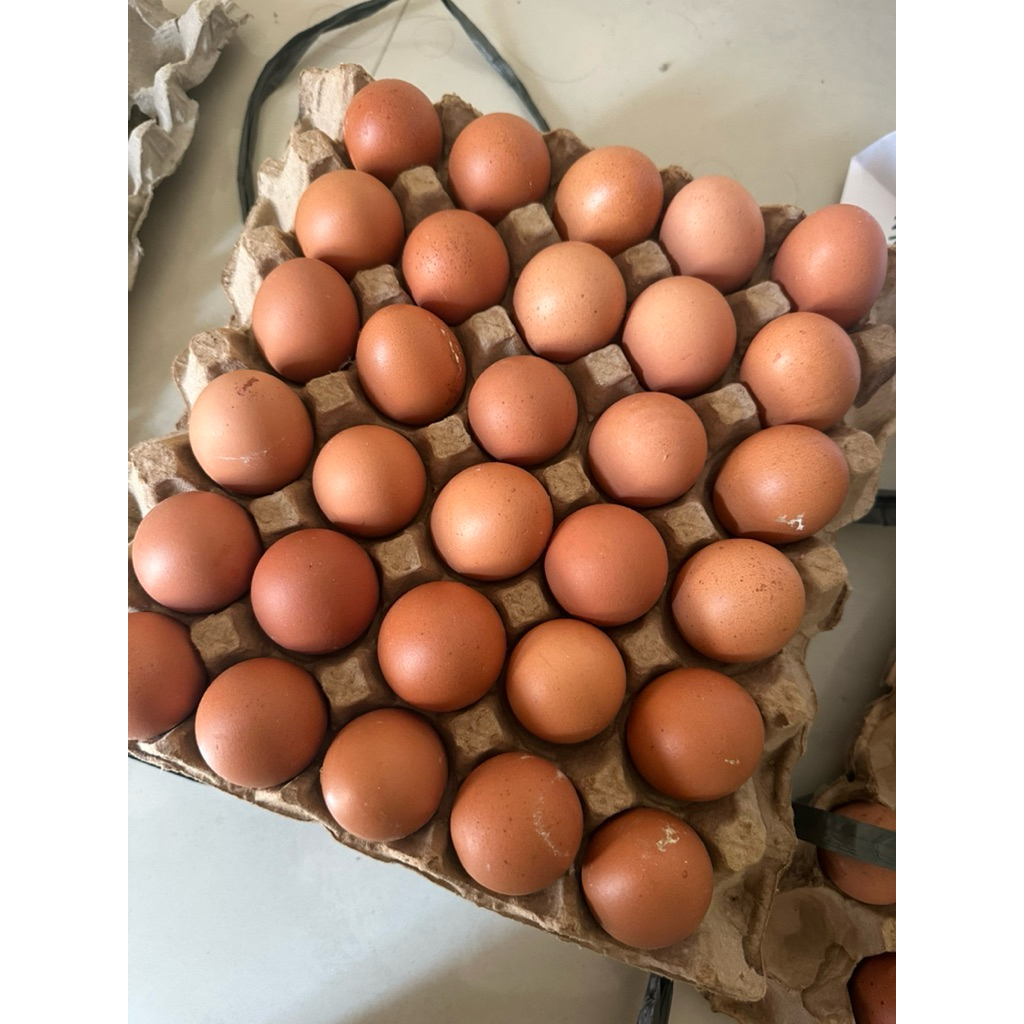 

Telur Ayam Negeri Fresh 1 pireng/tray 30 butir