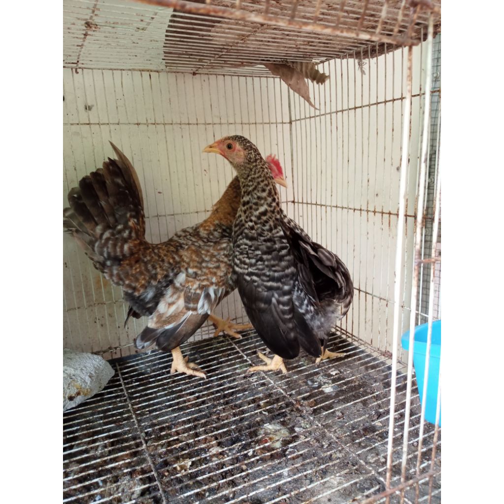 ayam Kate jali sepasang remaja