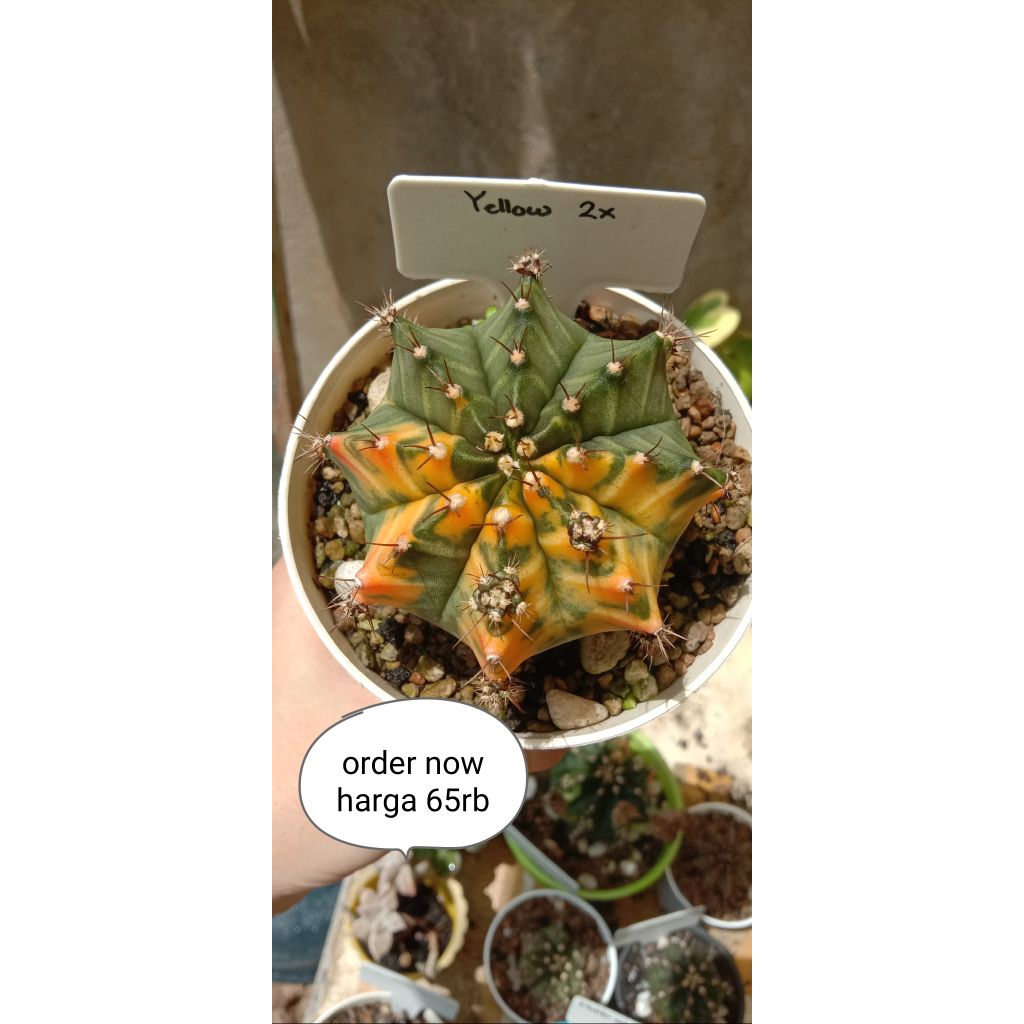 kaktus miha orange besar