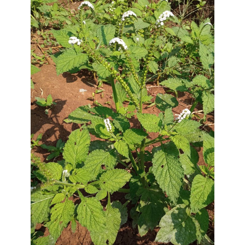 

tanaman sangketan (Heliotropium indicum) herbal | herbal tradisional | produk pilihan | murah meriah