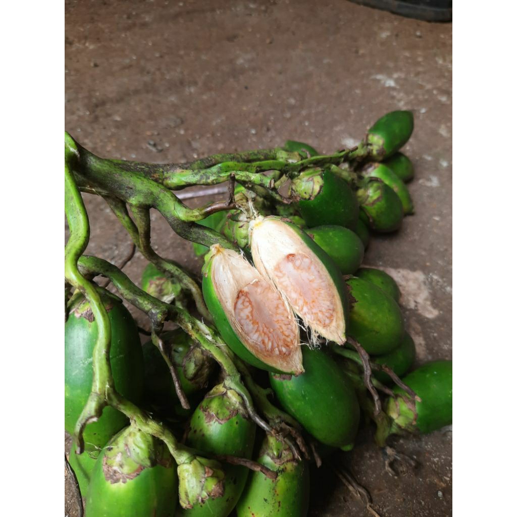 

BUAH PINANG MUDA FRESH 2 KG