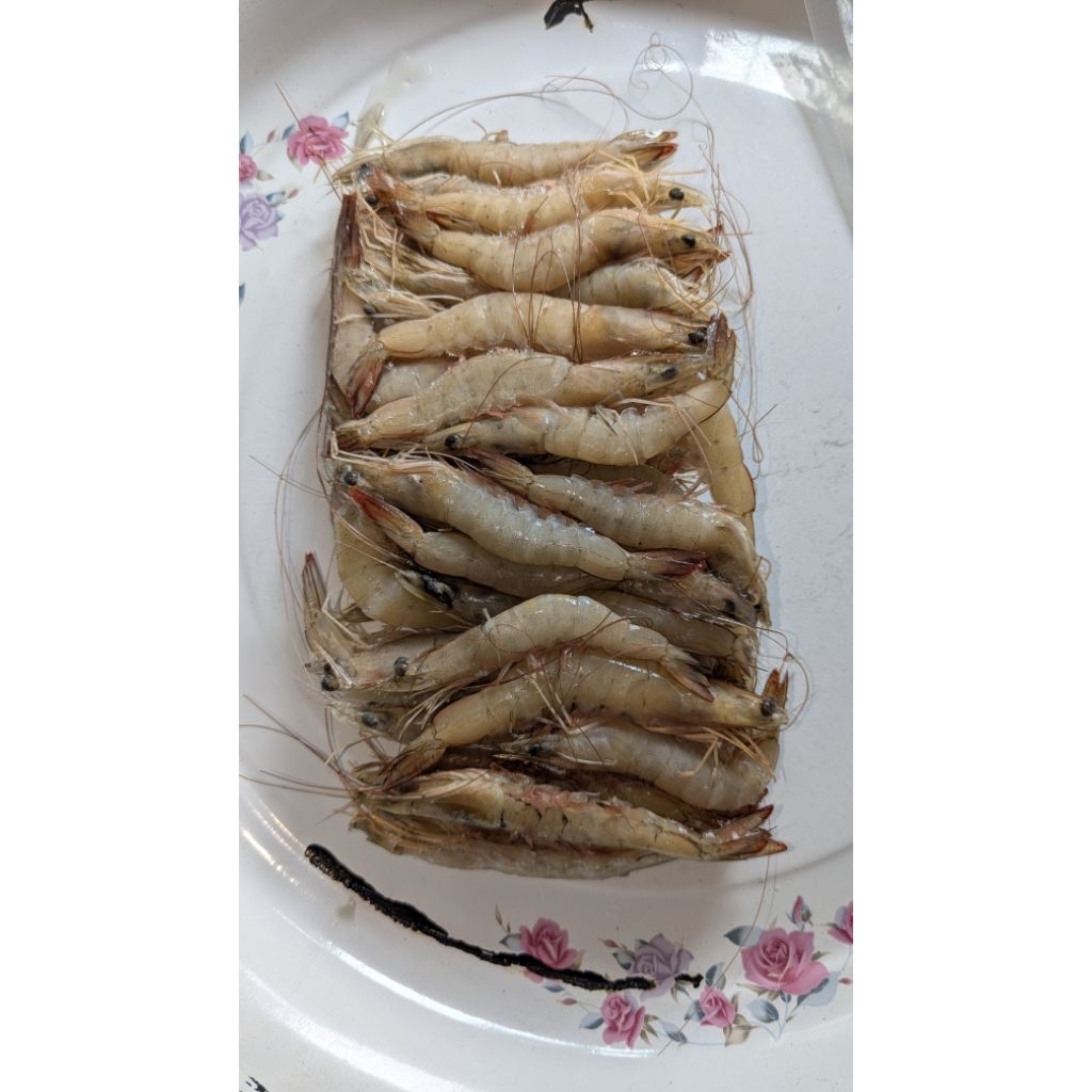 

UDANG PECI/VINAME SIZE BESAR
