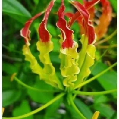 

2 ANAKAN UMBI SUNGSANG UNTUK PEMBIBITAN