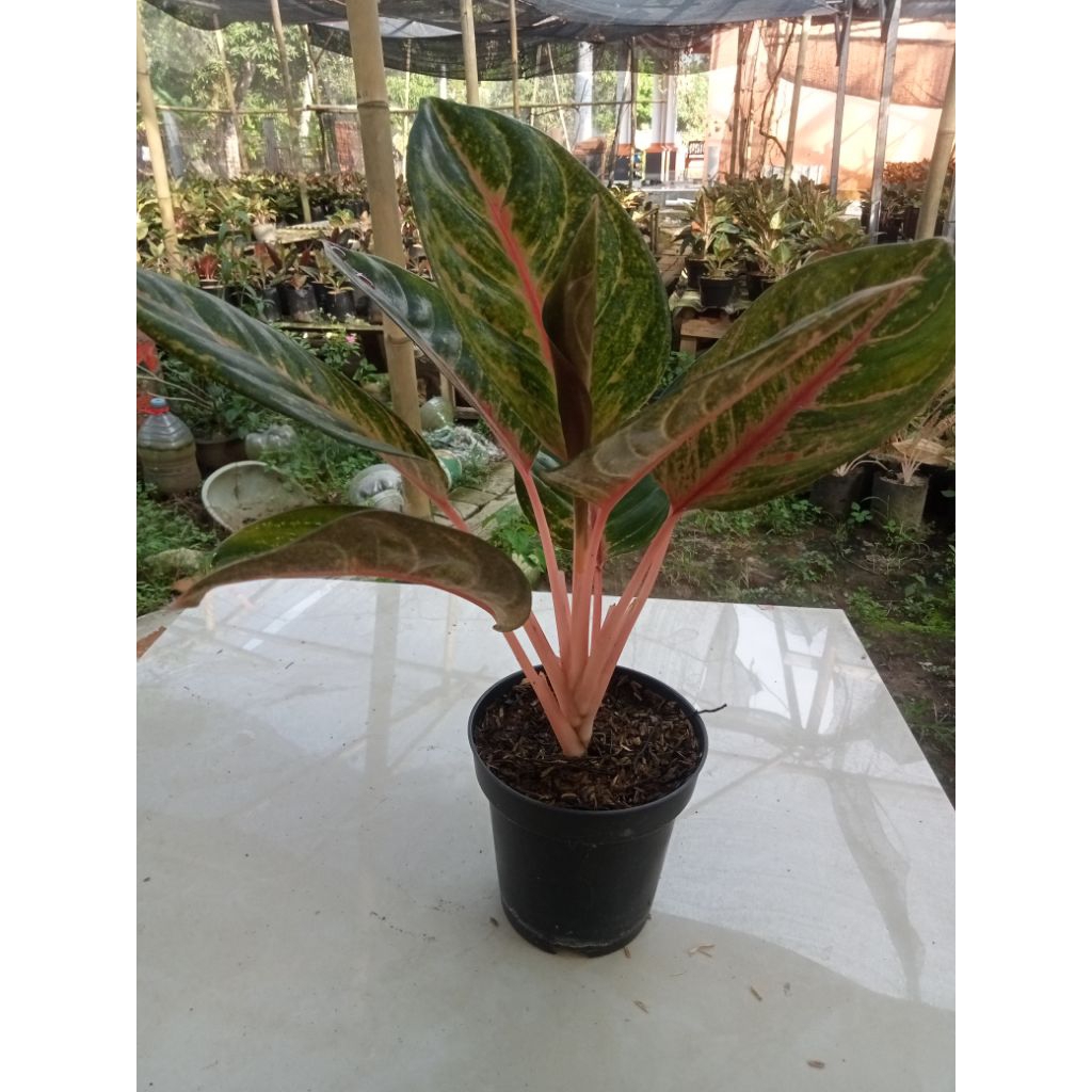 Tanaman Hias Aglonema Red Imelda Dewasa
