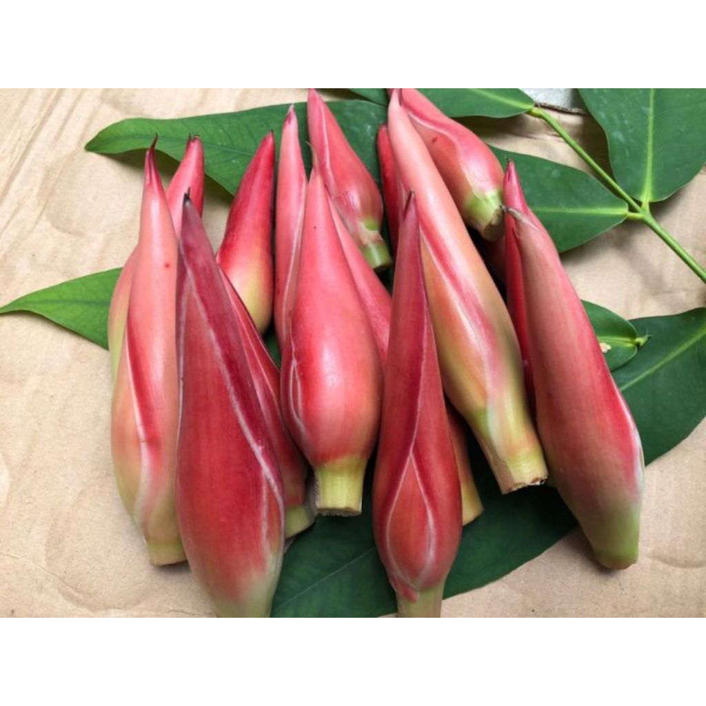 

Bunga kecombrang/rombeh /Bunga honje 4buah fres berkualitas baik