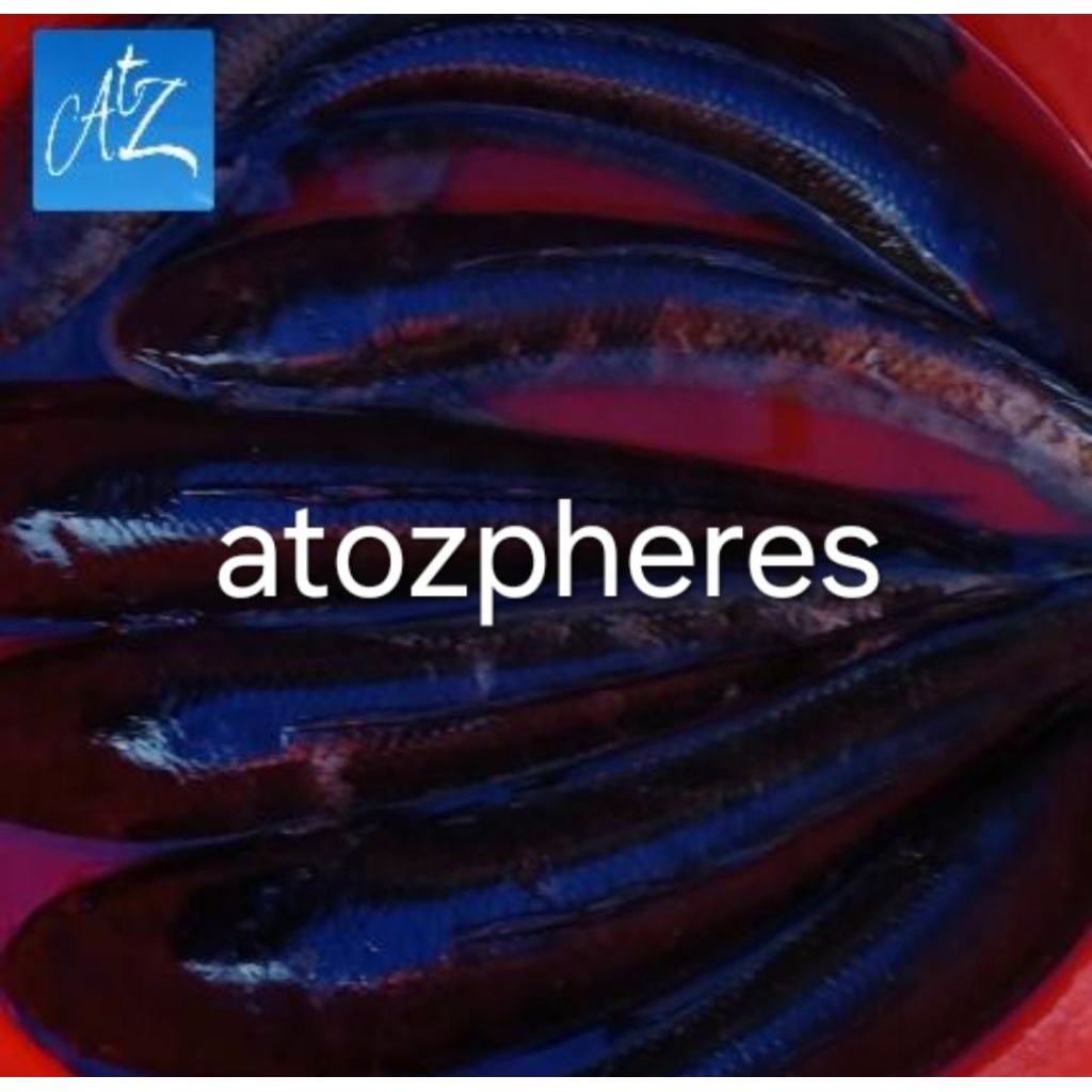 Ikan gabus utuh hidup segar pilihan fresh snakehead fish 1kg