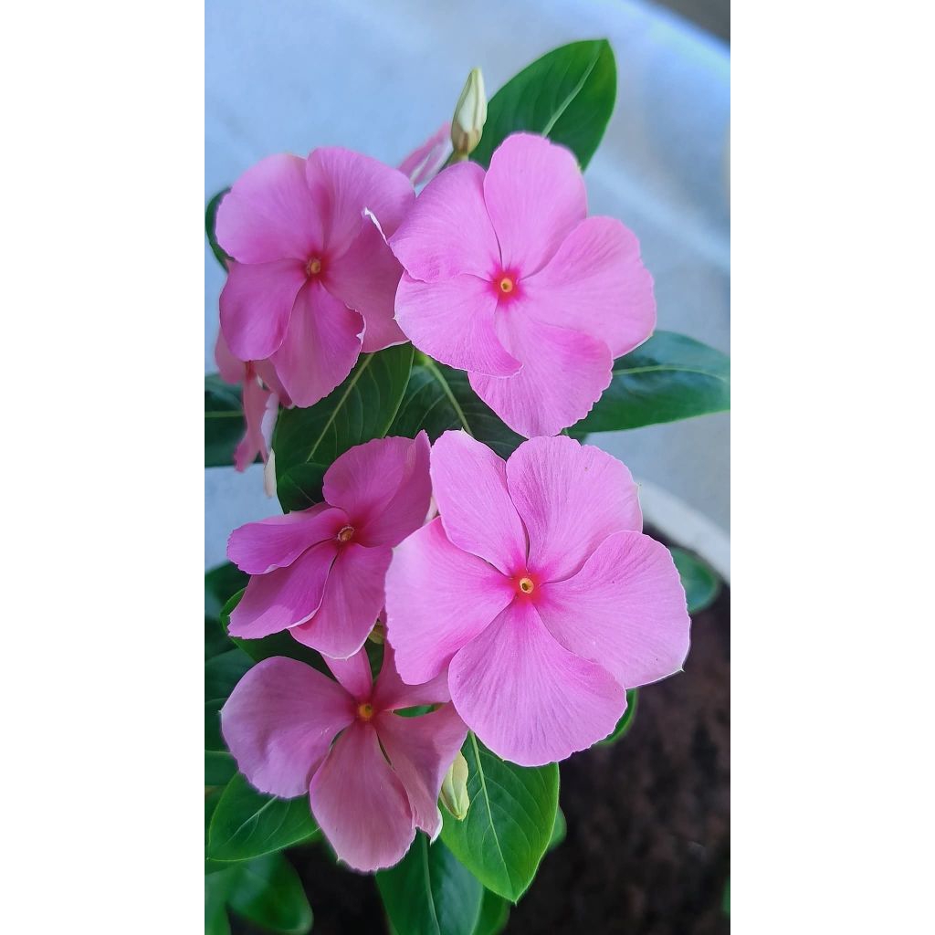 Plant/tanaman-bunga(bukan biji) VINCA Periwinkle(Tapak dara) PINK IMPORT rimbun