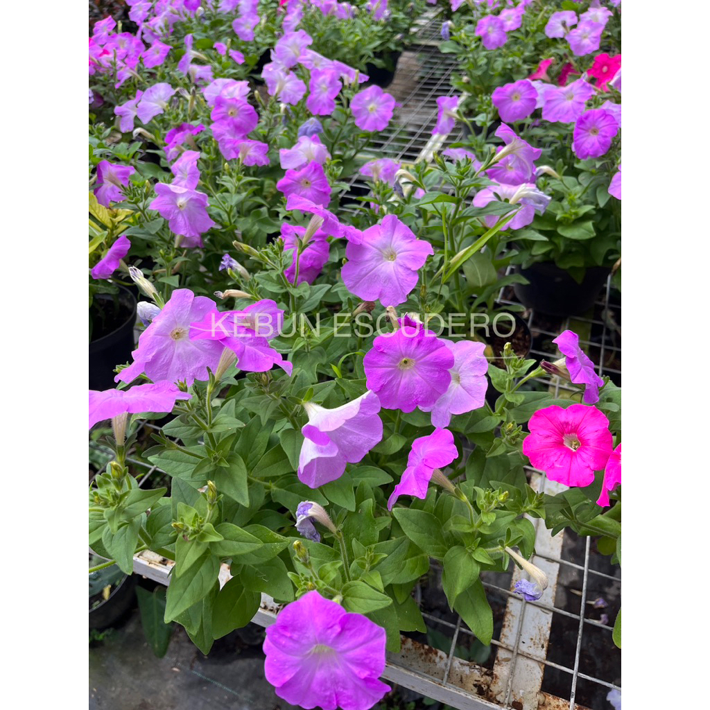 Petunia - Tanaman Hias Petunia Berbunga - Tanaman Gantung Bunga Petunia Rimbun - Tanaman Hias Cantik