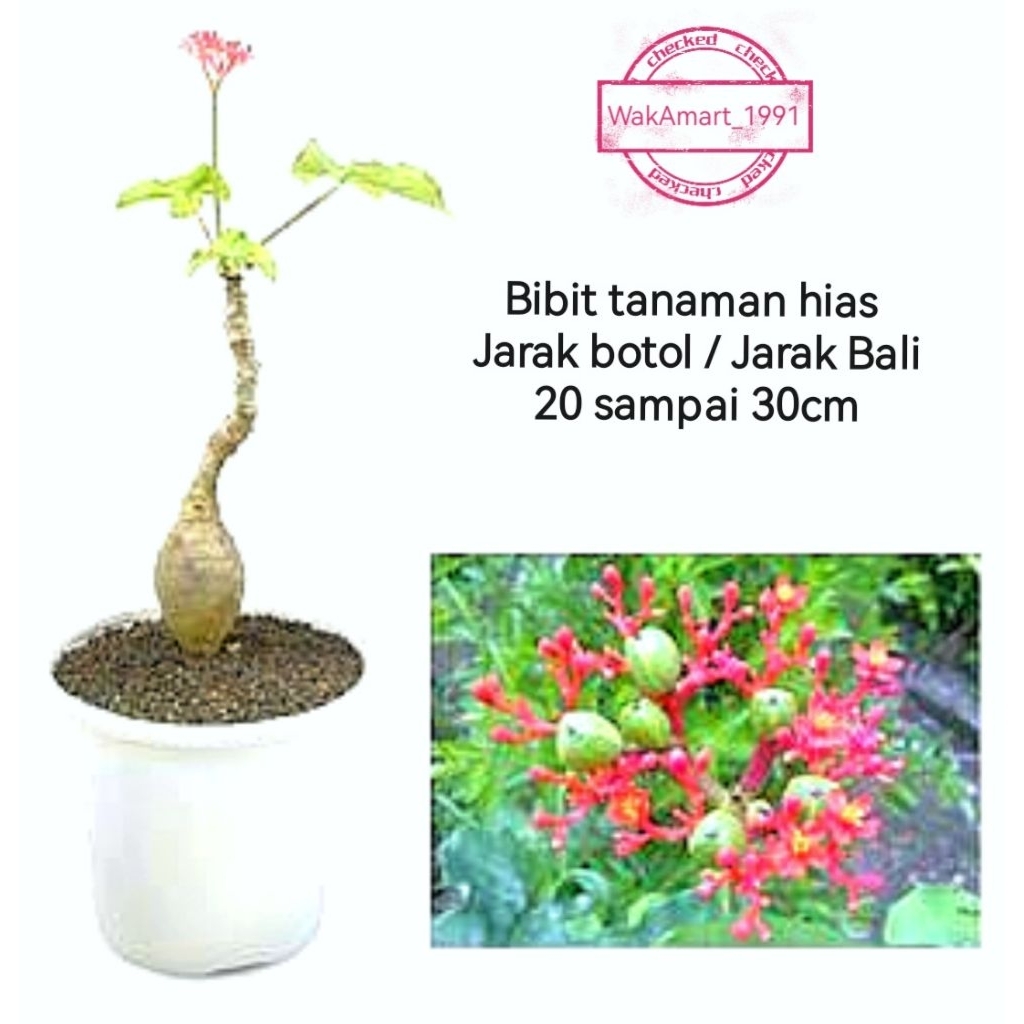 Tanaman hias Jarak bali Herbal Jarak botol Bonsai jarak