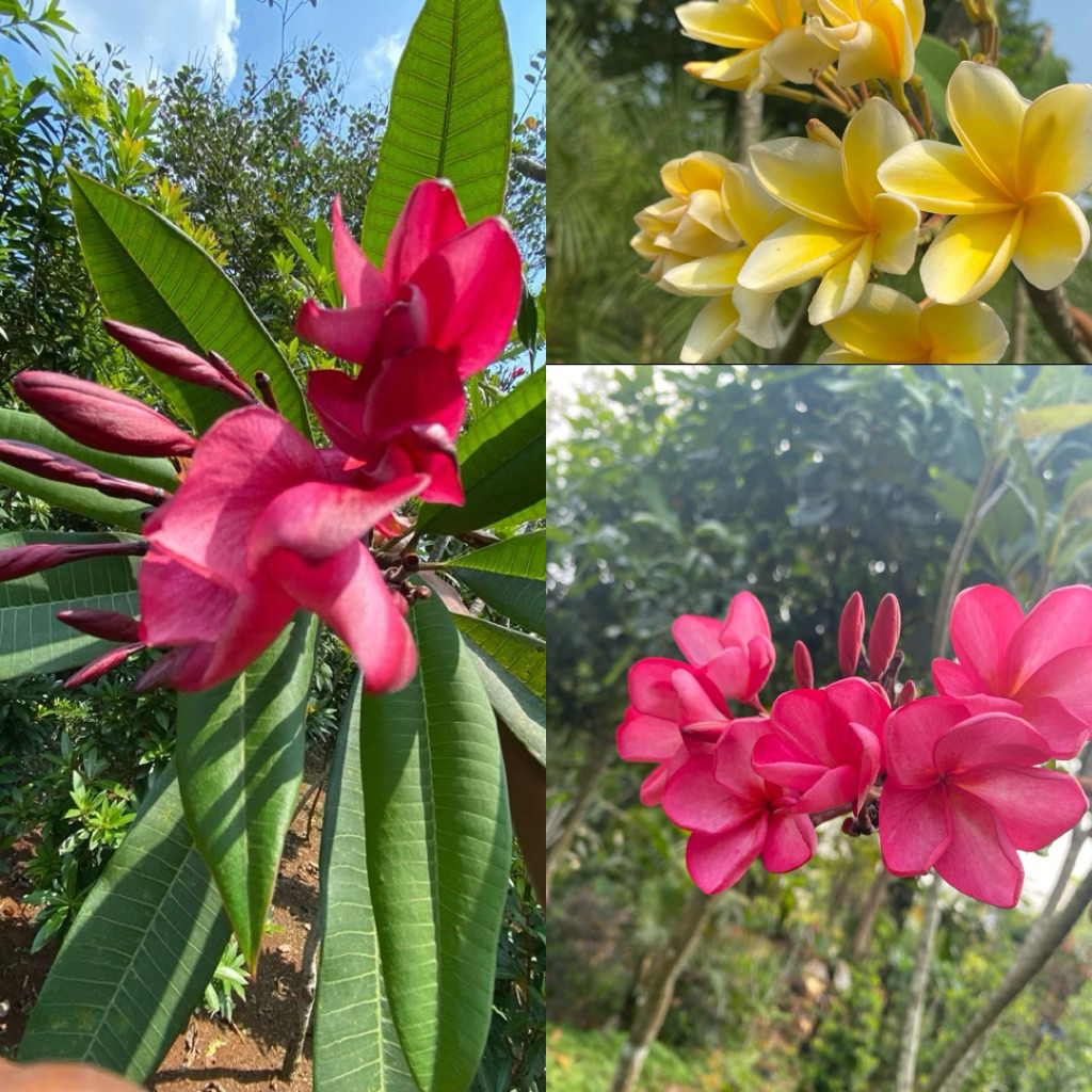 paket 3 Tanaman hias kamboja bali bunga merah fanta 1,5 meter-kamboja bali kecap-kamboja bali kuning