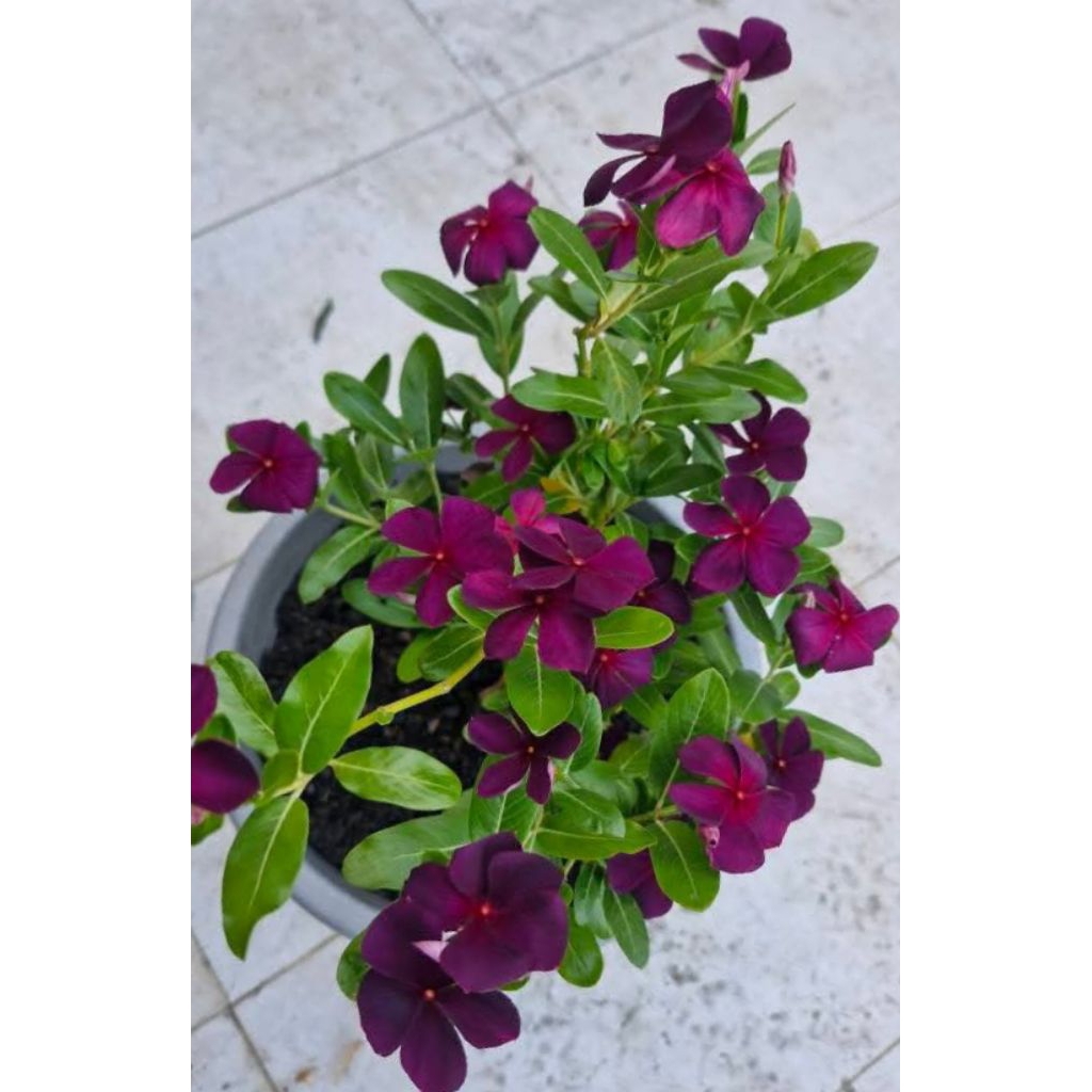 Plant/tanaman-bunga-(bukan biji) VINCA Periwinkle(Tapak dara) REDCOCO IMPORT rimbun