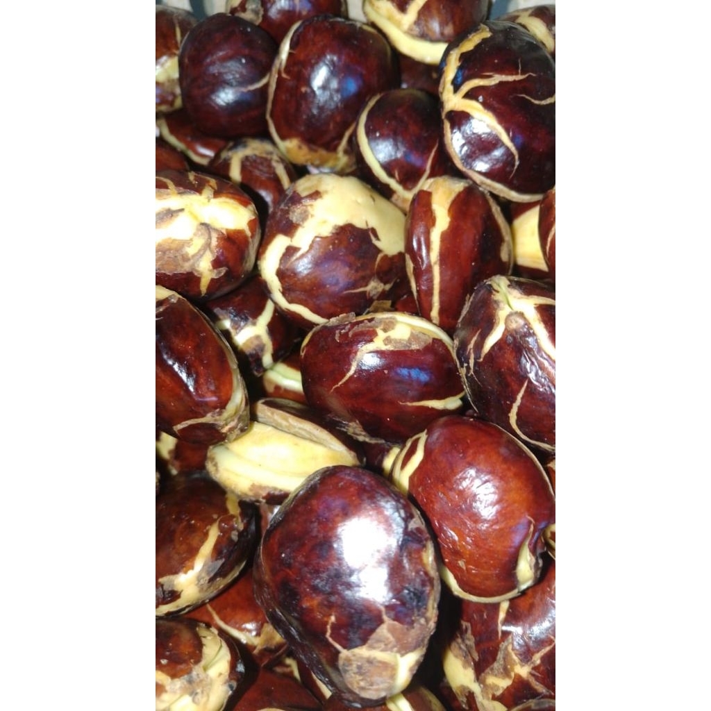 

jengkol enak dan murah