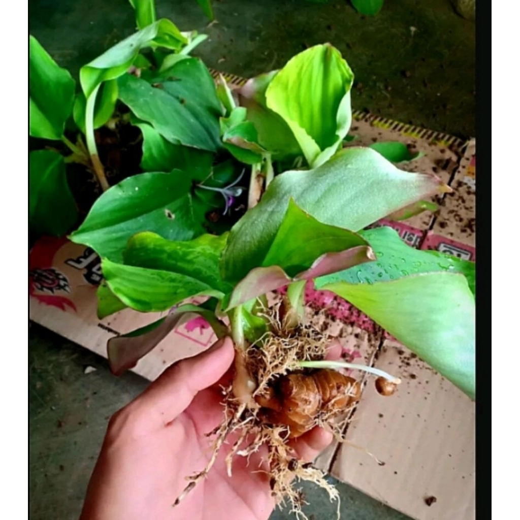 

jual pohon kencur/1 pohon atau satu rumpun