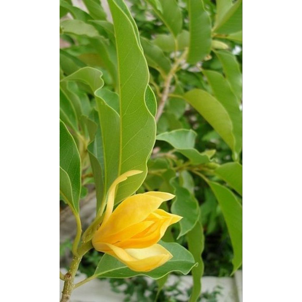 Tanaman Hias Bunga Kantil Cempaka Kuning / Pohon Bunga Kantil Cempaka Kuning