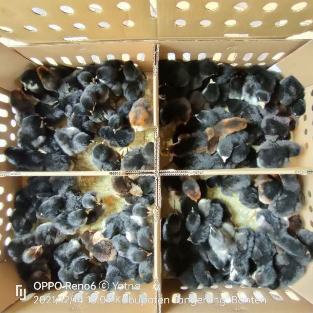 Doc Ayam Kampung Khusus Warna Hitam (Black Joper