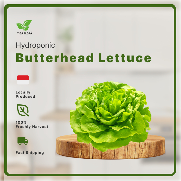 

[Tiga Flora] Selada Butterhead Hidroponik Segar Fresh Premium │ Butter Lettuce │ Sayur Sehat Organik Less Pestisida │ Daun Hijau Lembut Renyah Kaya Vitamin │ Cocok Salad, Wrap, Burger, Restoran, Diet Sehat