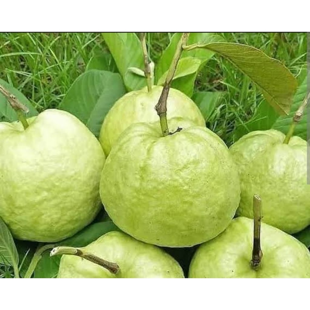 

jambu kristal super per buah