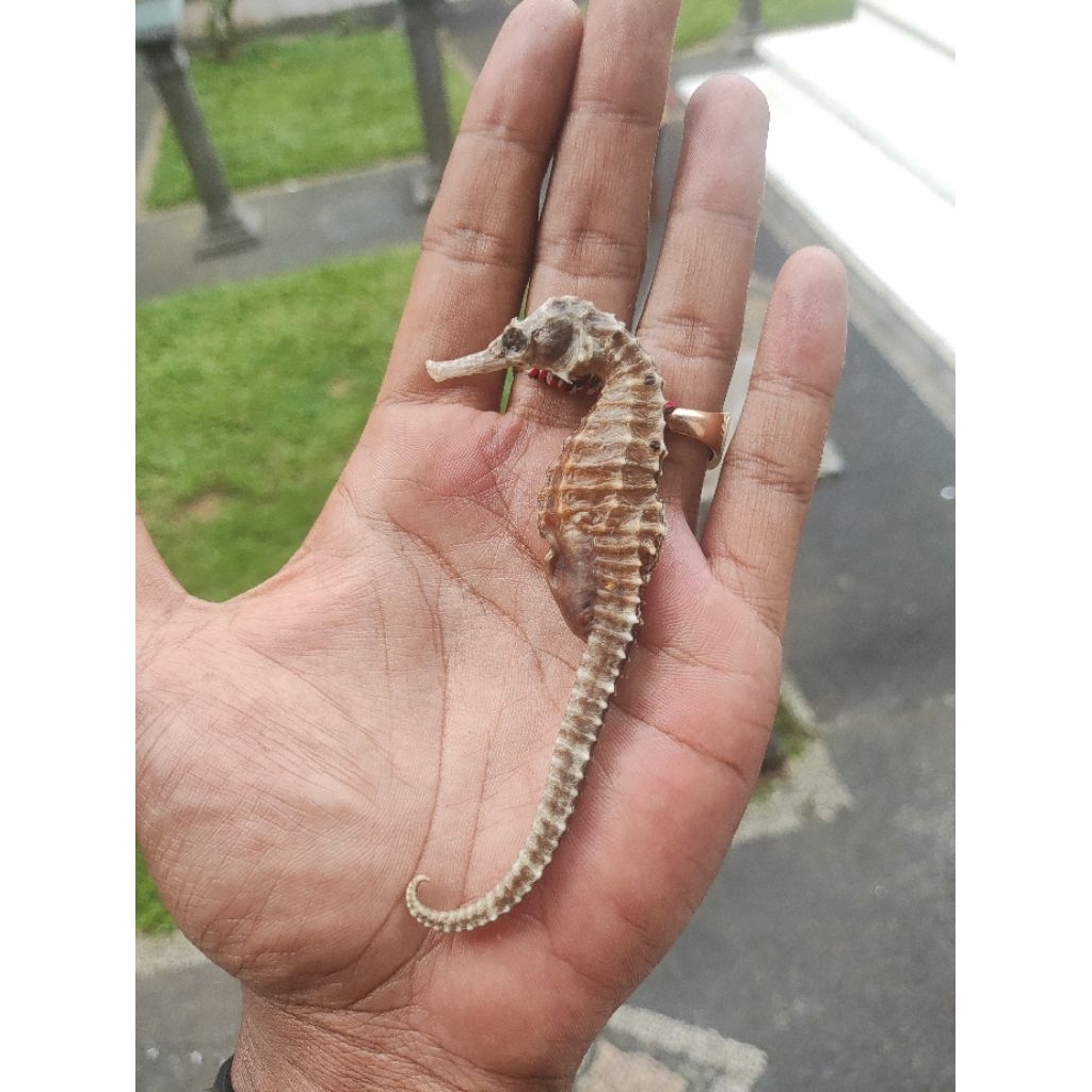 

KUDA LAUT KERING JUMBO