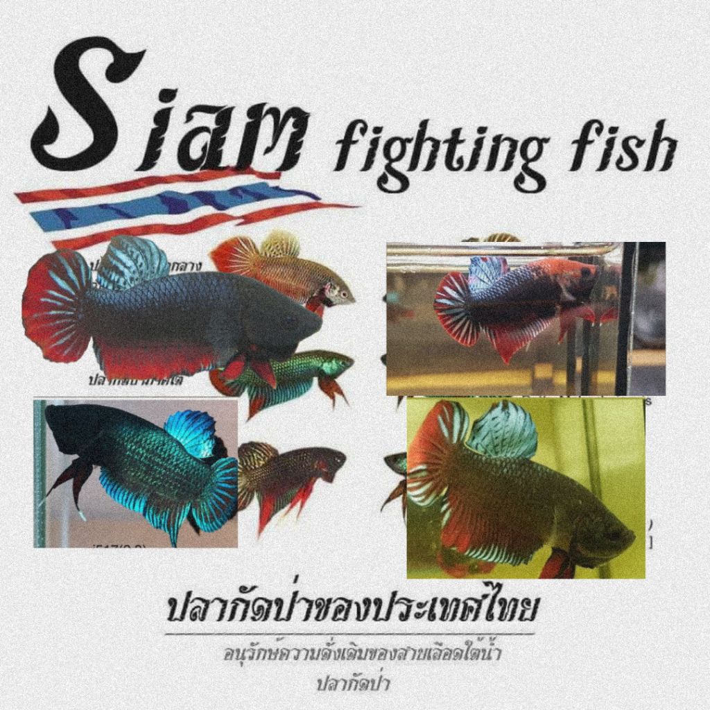 

KHUSUS SIAMESE SAKAI IPOH X LOCAL INDO BETTA