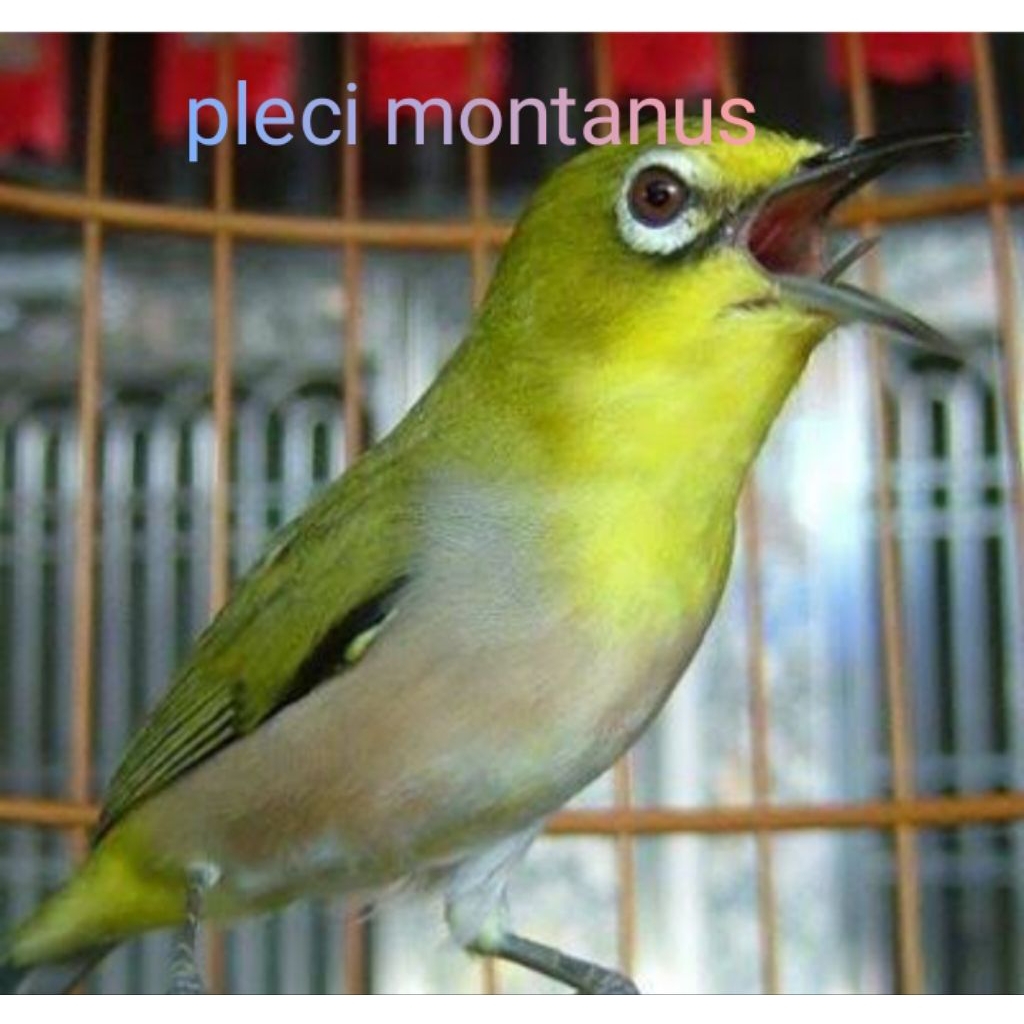 pleci montanus/pleci monti pilihan jantan