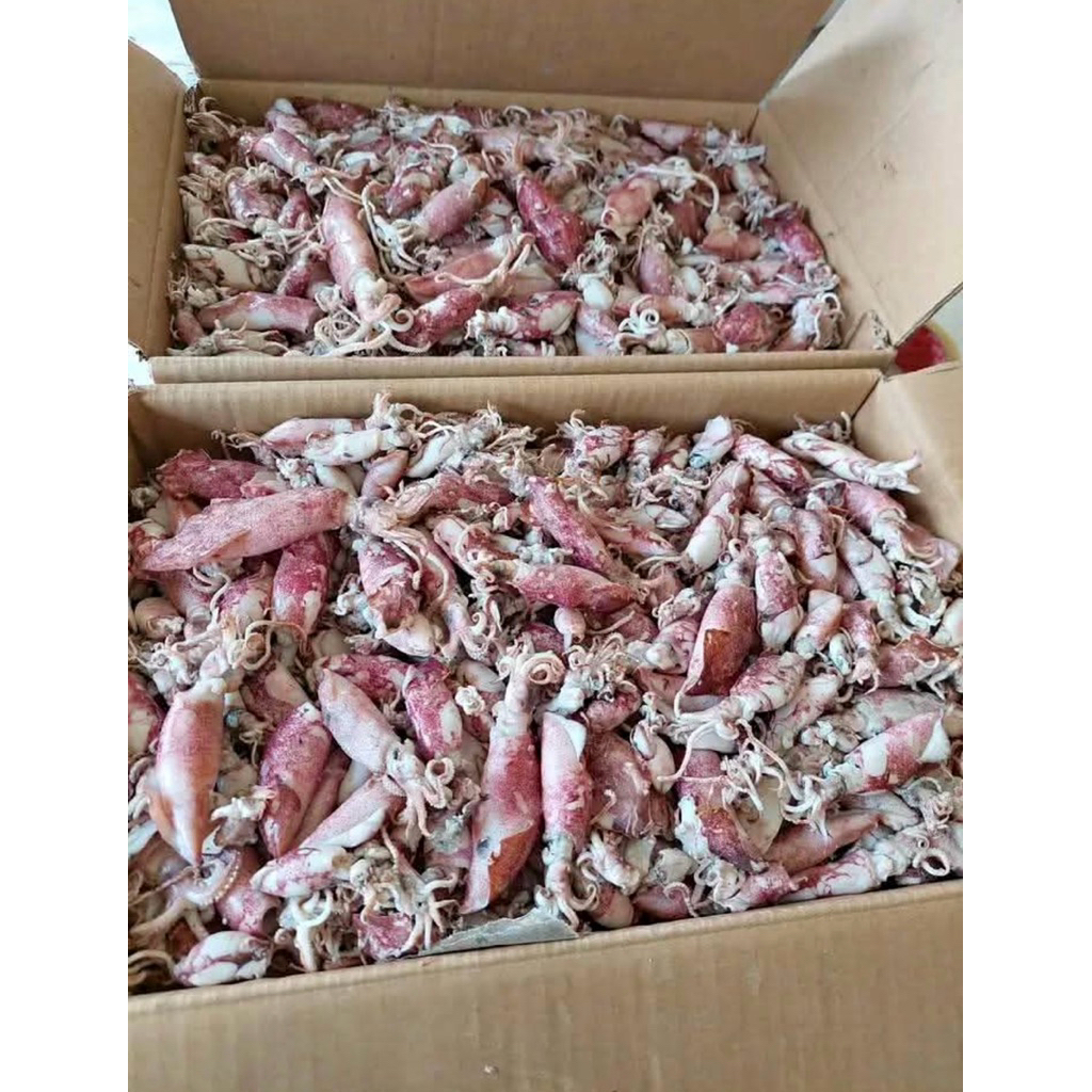 

Cumi Asin Kering 1kg Termurah