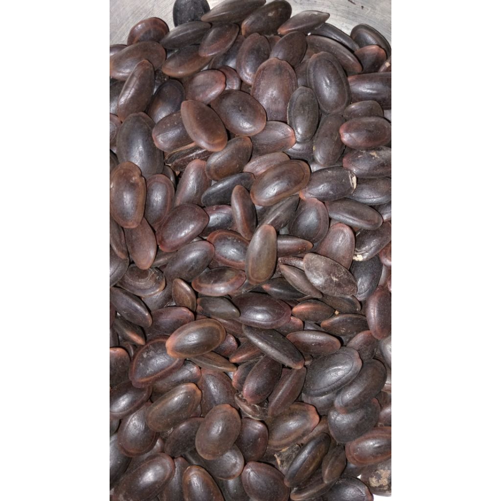 

BIJI KEDAWUNG/JAMU DAWUNG KWALITAS A BERSIH