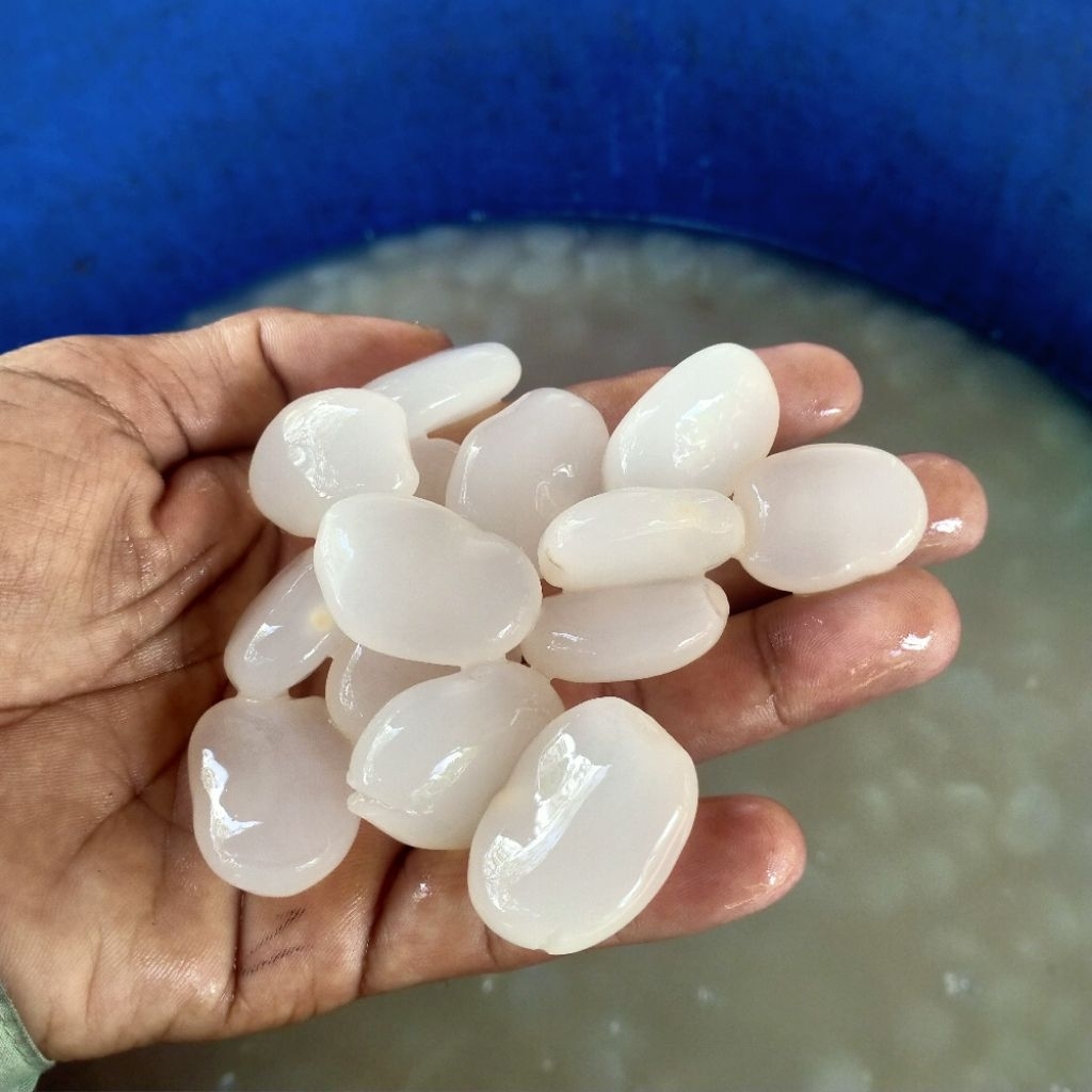 

cangkaleng/kolangkaling 1 kg