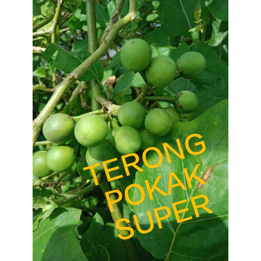 

terong pokak segar super murah 1kg