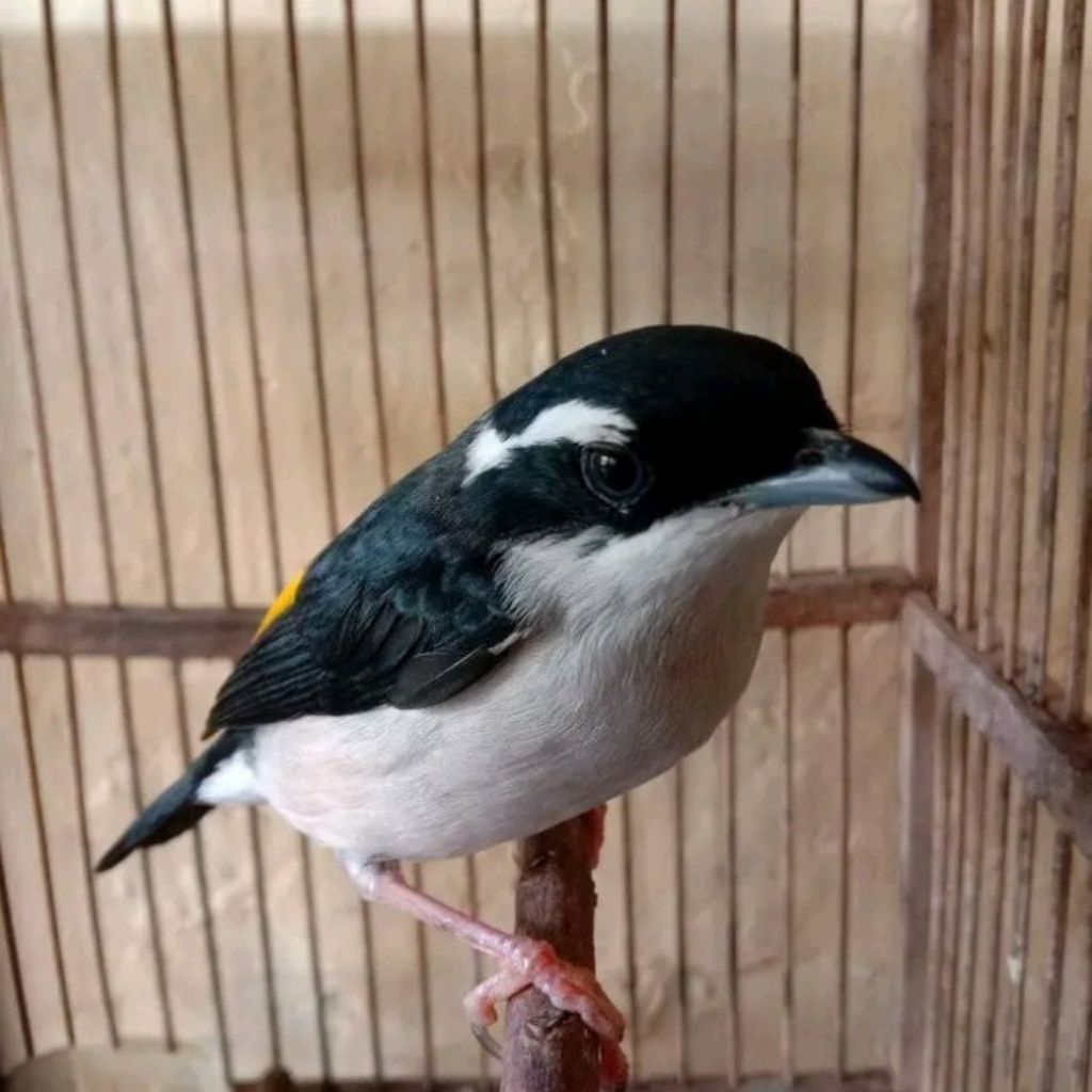 Burung Pentet Kembang pilihn Jantqn istimewa
